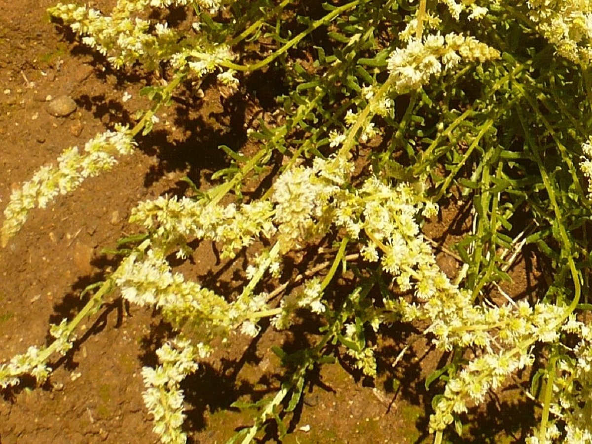 Sesamoides pygmaea (Resedaceae)